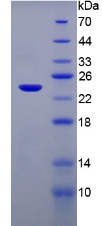 57159