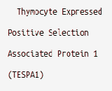 Thymocyte Expressed Positive Selection Associated Protein 1 (TESPA1)
