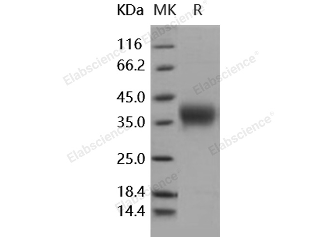 Валидация Elabscience PKSH031728(2366)