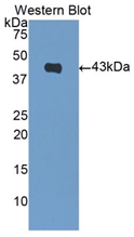 50852