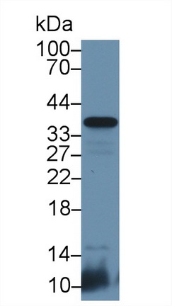 9624