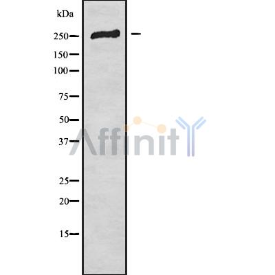 Валидация Affinity DF10013 - 5453