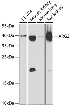 Валидация Elabscience E-AB-61901