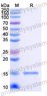 Валидация SDS-PAGE - AntibodySystem RHD85401