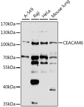 Валидация Elabscience E-AB-92869