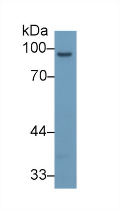 10531