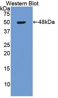 57577