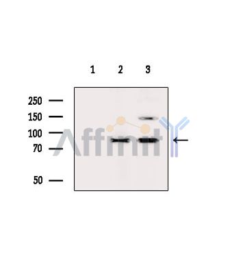 Валидация Affinity DF15433 - 11773