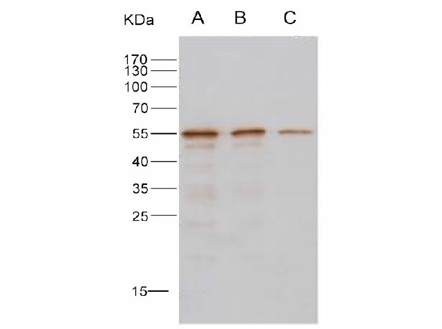 Валидация Elabscience E-AB-V1283
