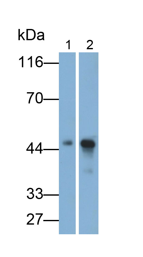 33195