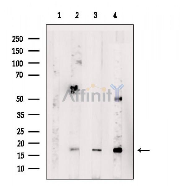 Валидация Affinity DF4818 - 16571