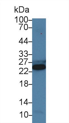 9448