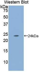 50122