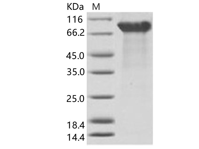 Валидация Elabscience PKSV030152(5929)
