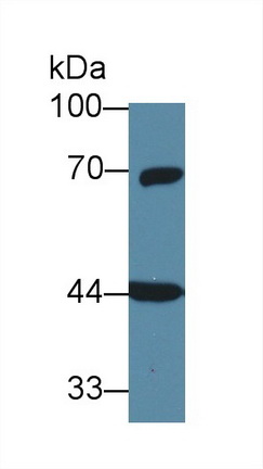 9275
