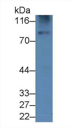 23919