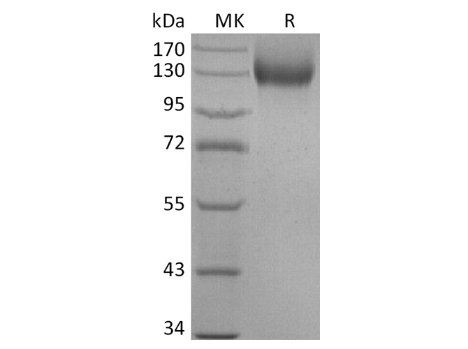 Валидация Elabscience PKSR030494(5796)