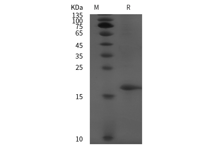 Валидация Elabscience PDMM100202(1157)