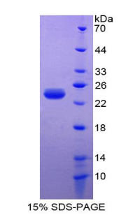 46371