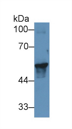 9207