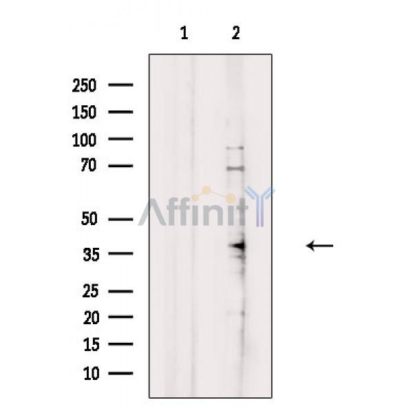 Валидация Affinity DF8805 - 20848