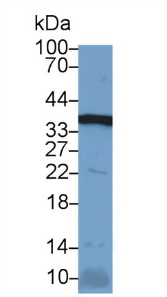 8272