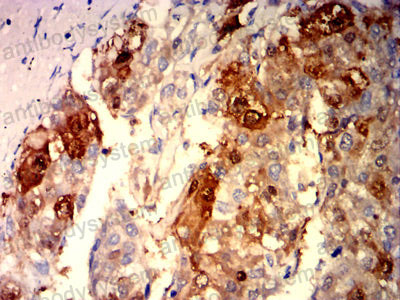 Валидация AntibodySystem RHC12602 (649)