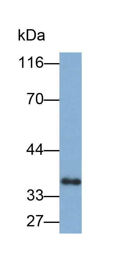 32826