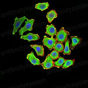 Валидация IF - AntibodySystem RHA88902 (83)