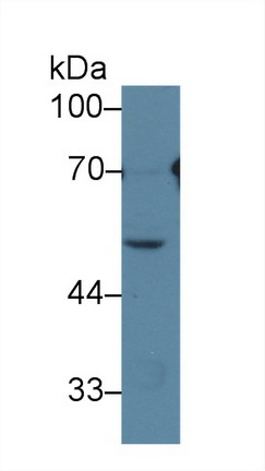 10023