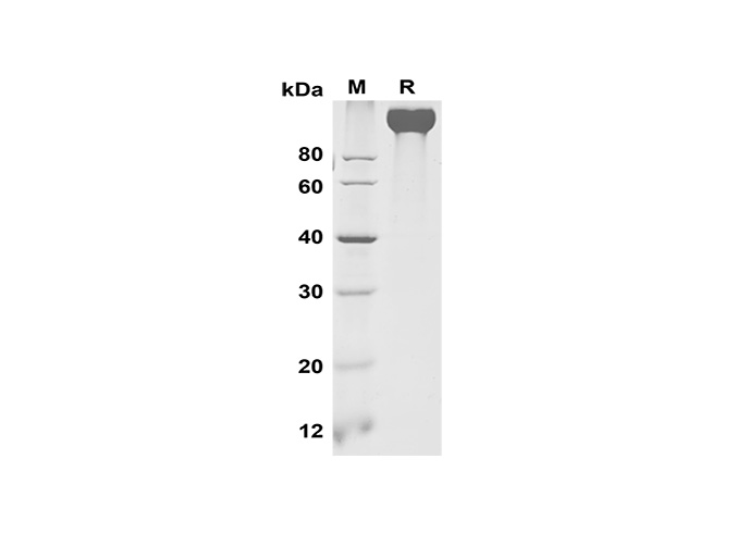 Валидация Elabscience PDMM100186(1145)