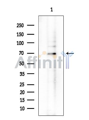 Валидация Affinity DF14151 - 9957