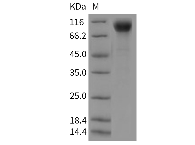 Валидация Elabscience PKSR030212(5571)