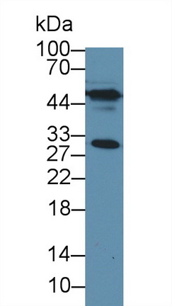 12655