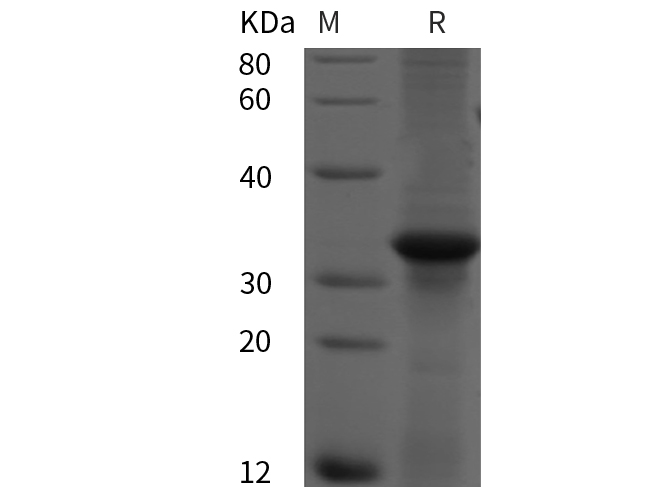 Валидация Elabscience PDEH101000(407)