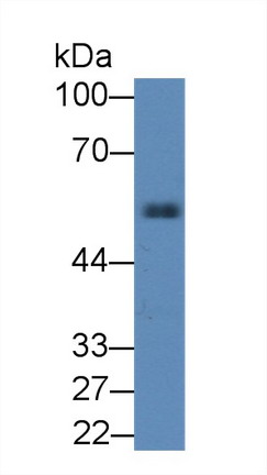 9065