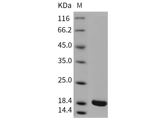 Валидация Elabscience PKSR030425(5758)