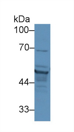 13102