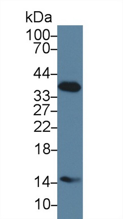 25073