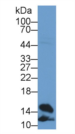 9662