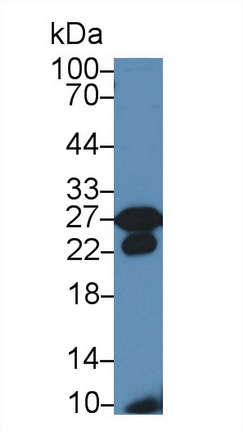 13508