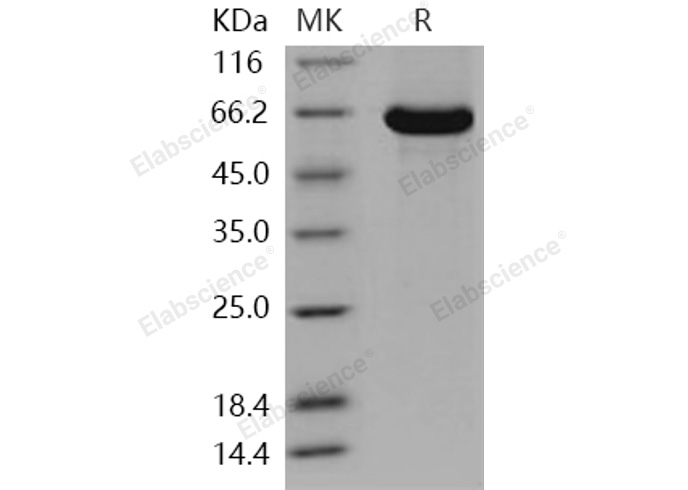 Валидация Elabscience PKSH031250(2001)
