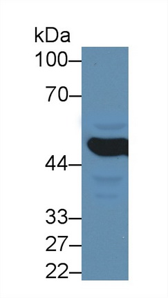 13548
