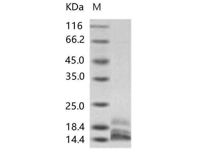 Валидация Elabscience PKSV030126(5903)