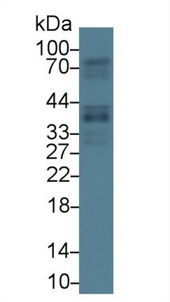 10056