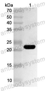Валидация AntibodySystem PHA67501