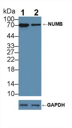 12255