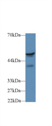 14569