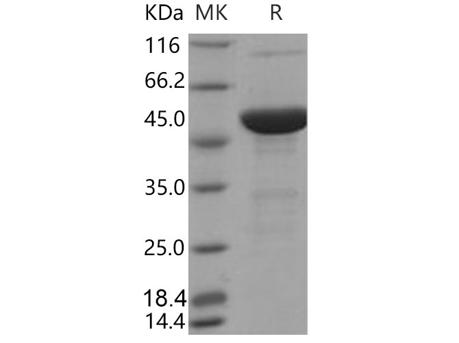 Валидация Elabscience PKSM040795(4760)