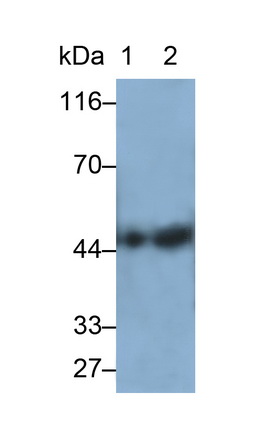 52164
